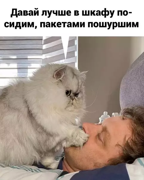 продолжение Смешная картинка №576733 кошки