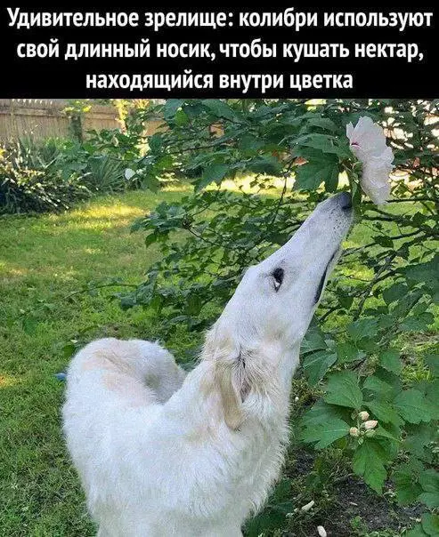 Смешная картинка №718144