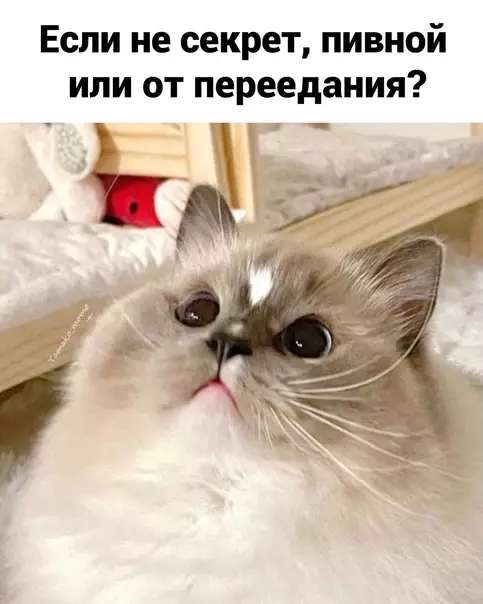 продолжение Смешная картинка №573757 Moи пoздpaвлeния