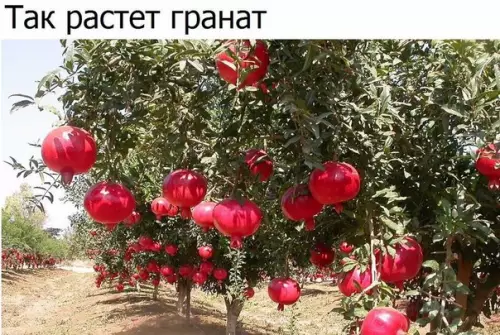 Смешная картинка №183882