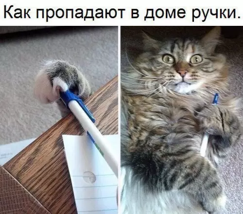 Смешная картинка №253023 коты