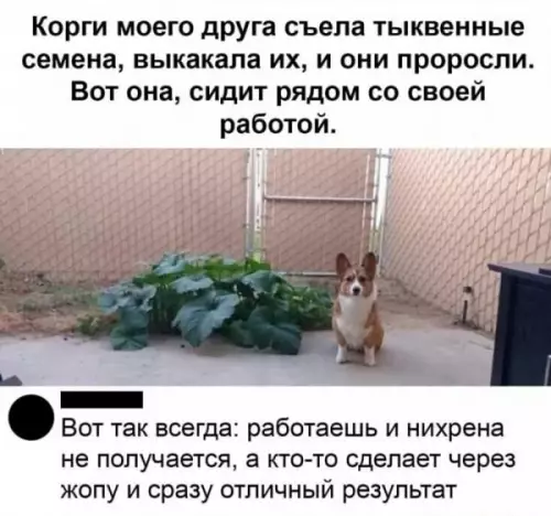 Смешная картинка №650238