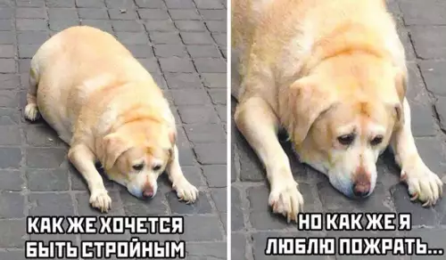 Смешная картинка №503726