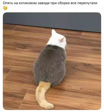 Ошибка сборки: кот-мутант 😂 - Опять на котиковом заводе при сборке все перепутали