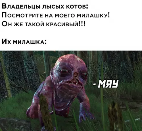 Смешная картинка №615054 лысые кошки