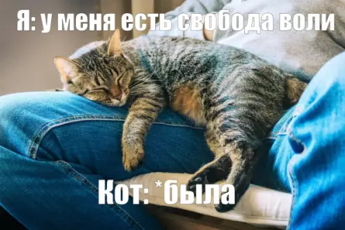 Свобода воли или кошачий диктат? 🐱 - Я: у меня есть свобода воли Кот: была