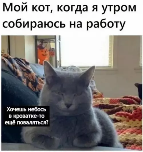 Смешная картинка №725431 Коты