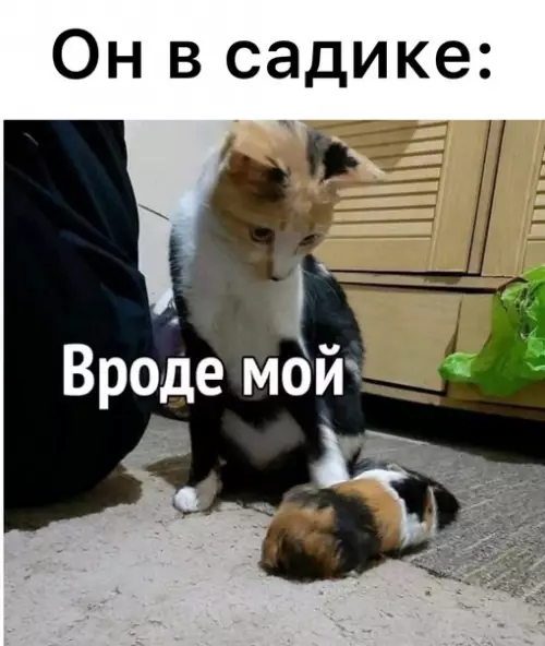продолжение Смешная картинка №603374 Лучше папке в этом вопросе не доверять