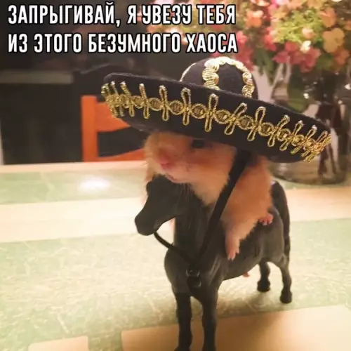 Смешная картинка №352063 Иногда просто хочется, чтобы примчался хомяк в сомбреро верхом на вороном жеребце и сказал: