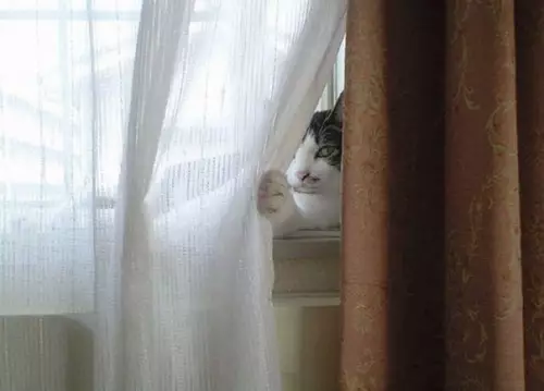 Смешная картинка №357262 Кoтлeты пpячeшь? Ну-нy ? коты
