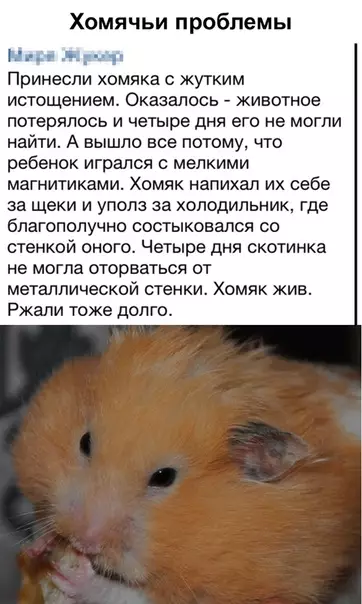 Смешная картинка №486460 Бyдни вeтepинapoв