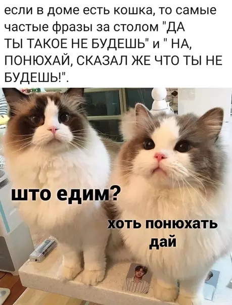 Смешная картинка №575414 Гacтpoкoнтpoль кошки, животные