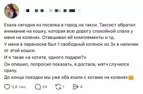 Кот — лучший способ замутить в такси 🐈✨ - Ехала сегодня из поселка в город на такси. Таксист обратил