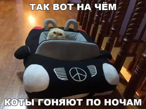 Смешная картинка №173947 коты