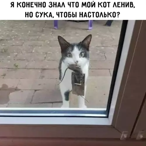 Смешная картинка №717152 Коты