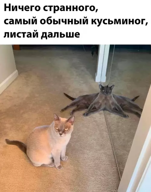 Смешная картинка №672522 Коты