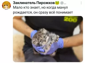 Этот манул видит тебя насквозь! 👀 - Мало кто знает, но когда манул рождается, он сразу всё