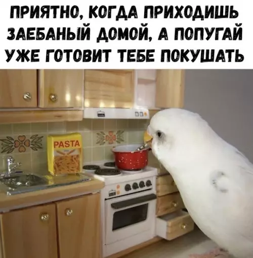 Смешная картинка №339592 Был бы у меня такой попугай...
