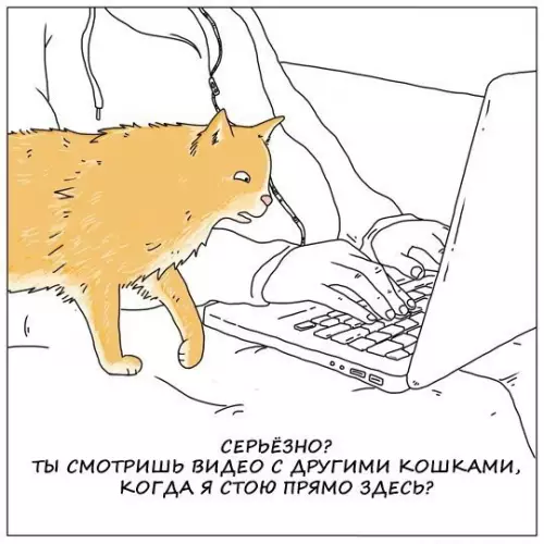 Смешная картинка №294774 кошки