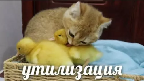 Кот против уточек: жесткая утилизация 😂 - утилизация