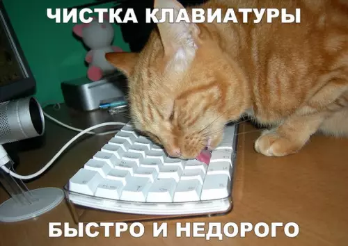 Смешная картинка №226984 кот, кошки, компьютер