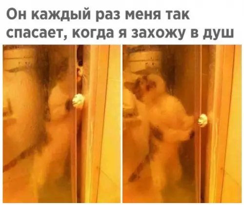 Смешная картинка №250863 коты