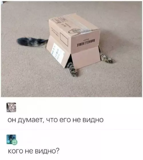 Мастер маскировки уровня Бог 🐈📦 - он думает, что его не видно кого не видно?