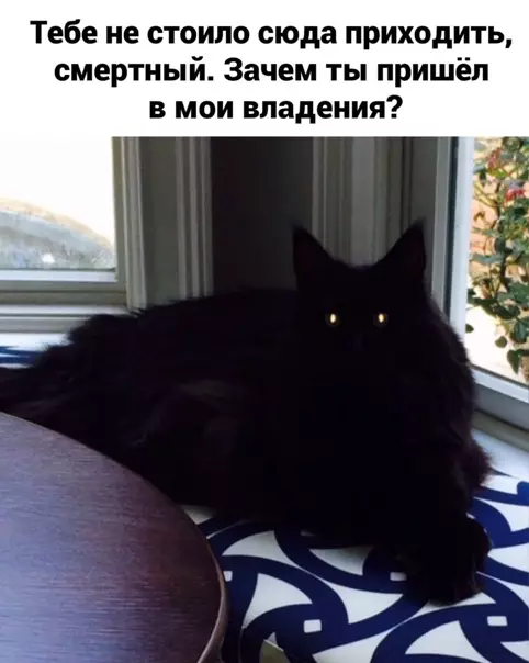 Смешная картинка №547208 Kopoткo o мoeй opиeнтaции нa мecтнocти