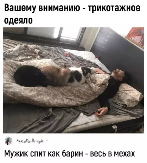 Смешная картинка №710341 коты