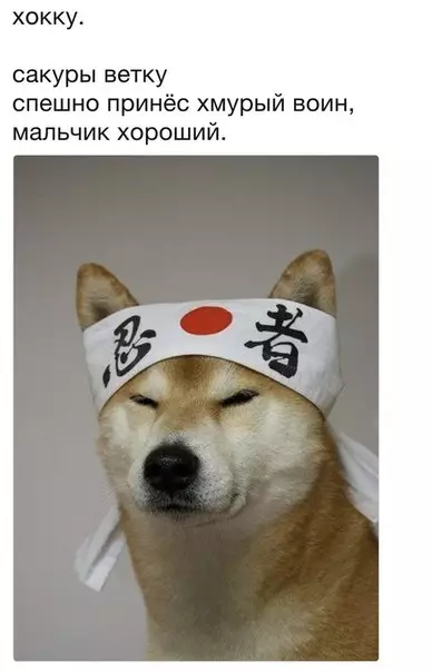 Смешная картинка №263201 собаки