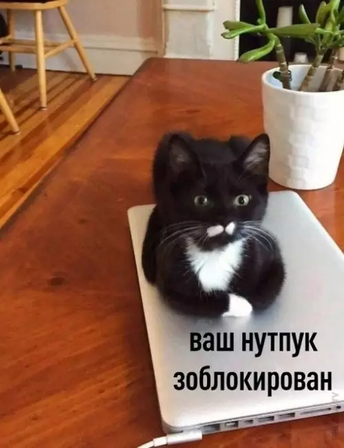 Смешная картинка №702993