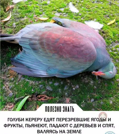 Смешная картинка №630384 Настроение на майские: стать голубем