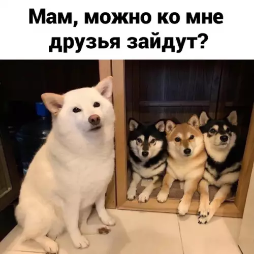Смешная картинка №526083