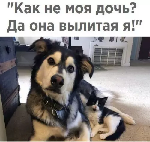 Смешная картинка №310363