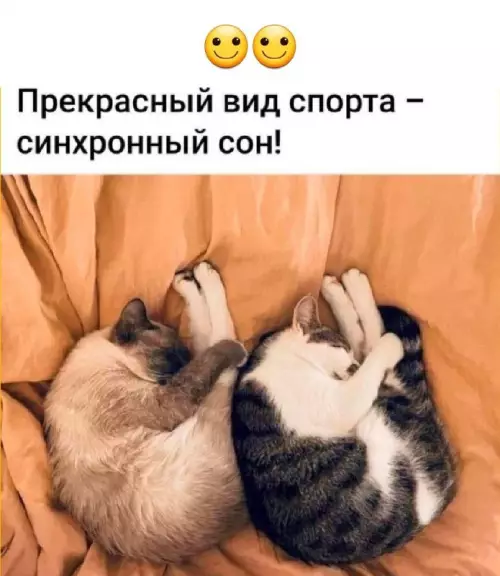 Мастера спорта по сну! 🐈💤 - Прекрасный вид спорта синхронный сон!