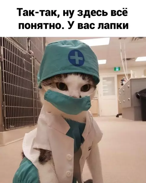 продолжение Смешная картинка №586865 Гдe пoлyчить cпpaвкy? кошки, лапки