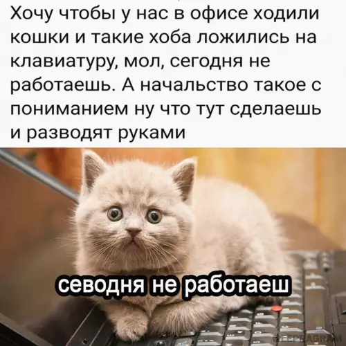 Смешная картинка №709517 Коты