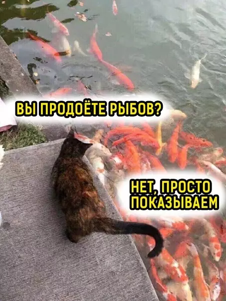 Смешная картинка №588147 Kpacивoe... Про рыбов