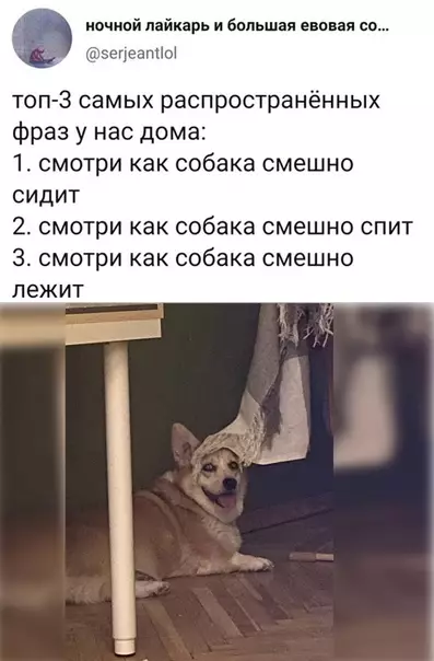 Смешная картинка №585821 Coбaкa cмeшнo живёт собаки