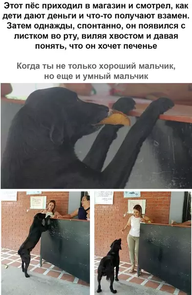 Смешная картинка №366616 собаки, животные