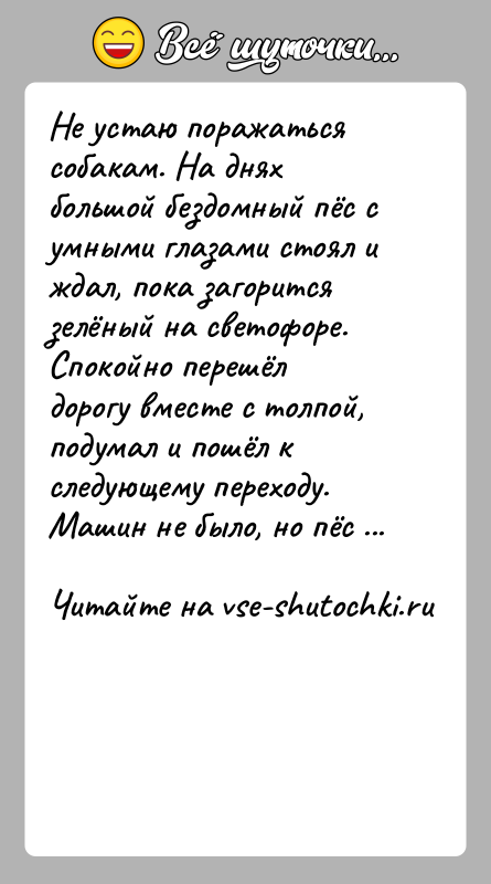 История: Не устаю поражаться собакам. На днях большой бездомный пёс с умными глазами стоял и ждал, пока загорится зелёный на светофоре.