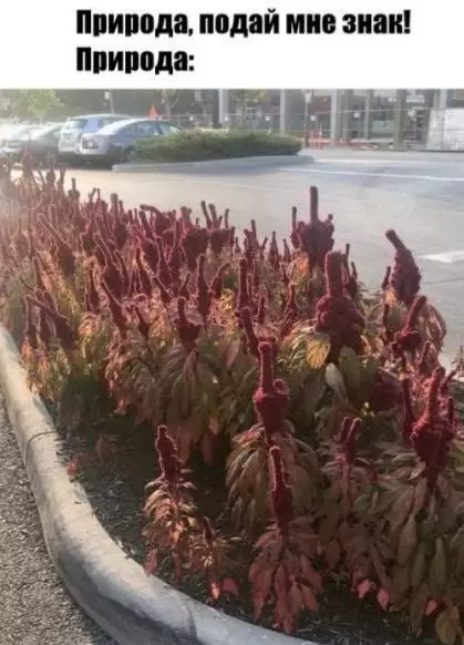 Природа, ну дай же знак! 😂🌱 - Природа, подай мне знак! Природа: