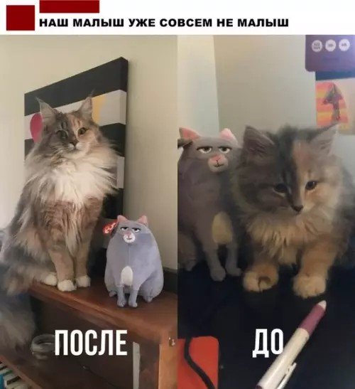 Смешная картинка №287271