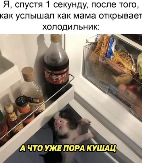 Смешная картинка №491816