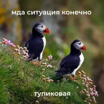 Когда всё пошло не по плану 😂🐦 - мда ситуация конечно тупиковая