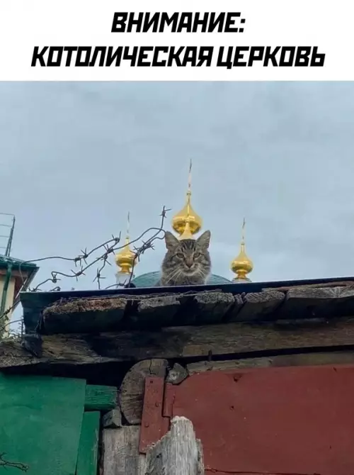 Смешная картинка №669407 Спасибо за внимание коты