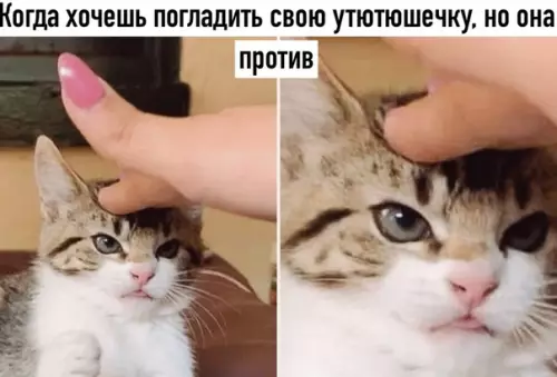 Смешная картинка №509125