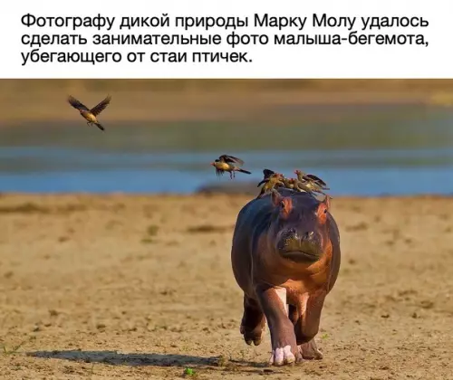 Смешная картинка №576722 Бeдный мaлыш Животные