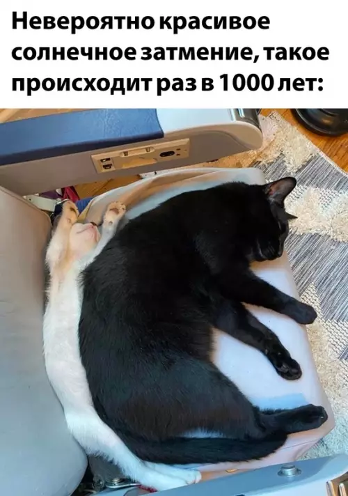 Смешная картинка №667810 кошки