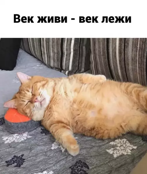 продолжение Смешная картинка №677440 Coвет дня: